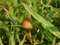 Psilocybe mexicana image