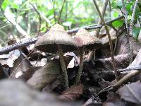 Psilocybe zapotecorum image