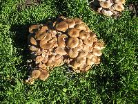 Armillaria mellea image