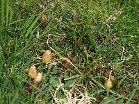 Psilocybe semilanceata image