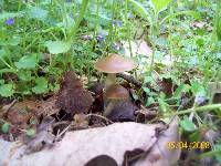 Psilocybe ovoideocystidiata image