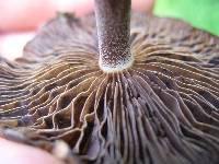 Psilocybe caerulescens image