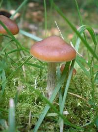 Psilocybe cyanescens image