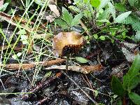 Psilocybe cyanescens image