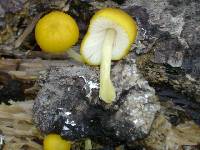 Pluteus chrysophlebius image