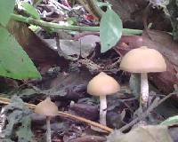 Psilocybe zapotecorum image