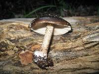 Pluteus cervinus image