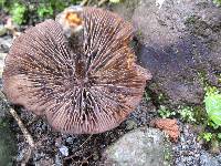 Psilocybe caerulescens image