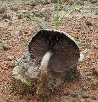 Psilocybe cubensis image