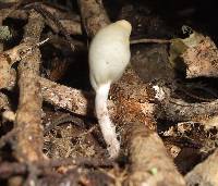 Psilocybe weraroa image