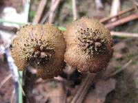 Inocybe calamistrata image