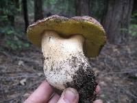 Boletus rex-veris image