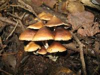 Psilocybe zapotecorum image