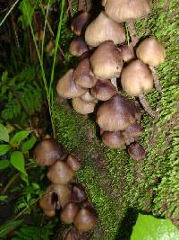 Psilocybe zapotecorum image