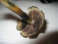 Psilocybe caerulescens image