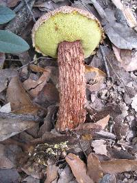 Boletellus russellii image