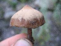 Psilocybe caerulescens image