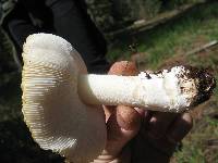 Amanita aprica image