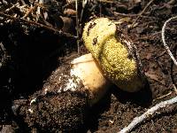 Boletus rex-veris image