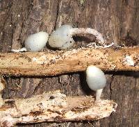 Psilocybe weraroa image