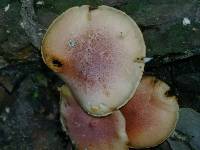 Gymnopilus subpurpuratus image