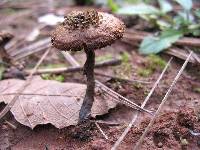 Inocybe calamistrata image