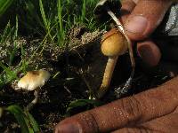 Psilocybe cubensis image