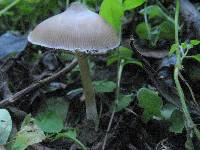 Psilocybe caerulescens image