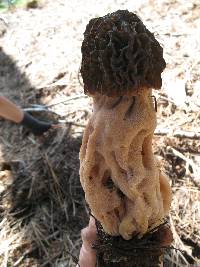 Morchella snyderi image