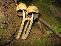 Psilocybe zapotecorum image