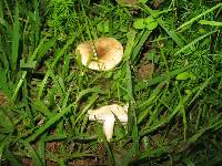 Russula cerolens image