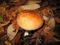 Leucopaxillus gentianeus image