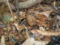 Psilocybe cyanescens image