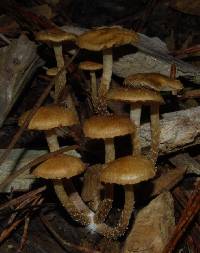 Pholiota subflammans image