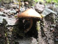 Psilocybe caerulescens image