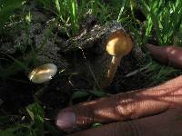 Psilocybe cubensis image