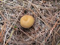 Psilocybe caerulescens image