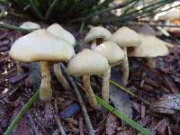 Psilocybe ovoideocystidiata image