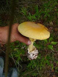 Amanita laurae image