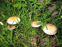 Psilocybe cubensis image