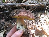 Boletus rex-veris image