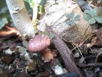 Gymnopilus luteofolius image