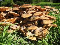 Armillaria mellea image