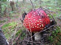 Amanita muscaria image