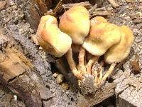 Hypholoma capnoides image