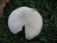 Leucoagaricus leucothites image