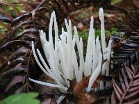 Clavaria fragilis image