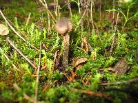 Inocybe calamistrata image