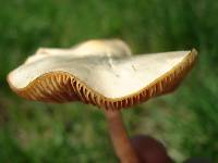 Psilocybe ovoideocystidiata image