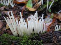 Clavaria fragilis image